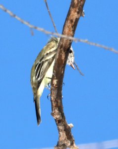 582 - DUSKY FLYCATCHER (2-5-2017) patagonia lake, santa cruz co, az -01