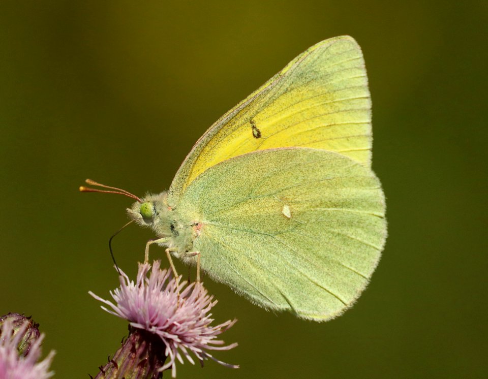 SULPHUR, QUEEN ALEXANDER (Colias alexandra) (7-30-2019) 8000 ft, rte 92 near maher, montrose co, co -01