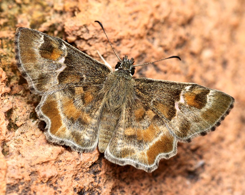 POWDERED-SKIPPER, ARIZONA (Systacae zampa) (7-28-12) 0.2 mile cliffs, patagonia-san rafael rd, scc, az