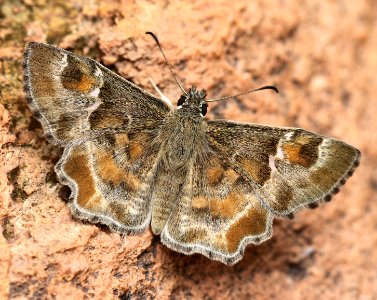 POWDERED-SKIPPER, ARIZONA (Systacae zampa) (7-28-12) 0.2 mile cliffs, patagonia-san rafael rd, scc, az
