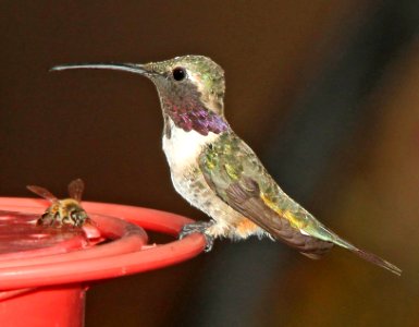 497 - LUCIFER'S HUMMINGBIRD (9-8-10) ash cyn b&b, sierra vista, cochise co, az (4)