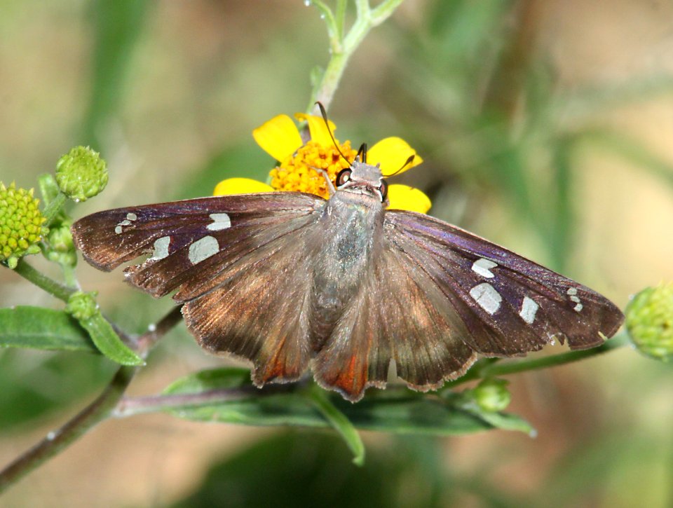 SKIPPER, HAMMOCK (Polygous leo) (9-26-10) montosa canyon, scc, az - (1)