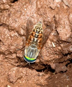 FLY. sp (6-18-2020) 7900 ft, hall's tank #3, greene's mt area, apache co, az -01