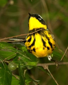 826 - MAGNOLIA WARBLER (4-30-2019) national butterfly center, hidalgo co, tx -06 photo