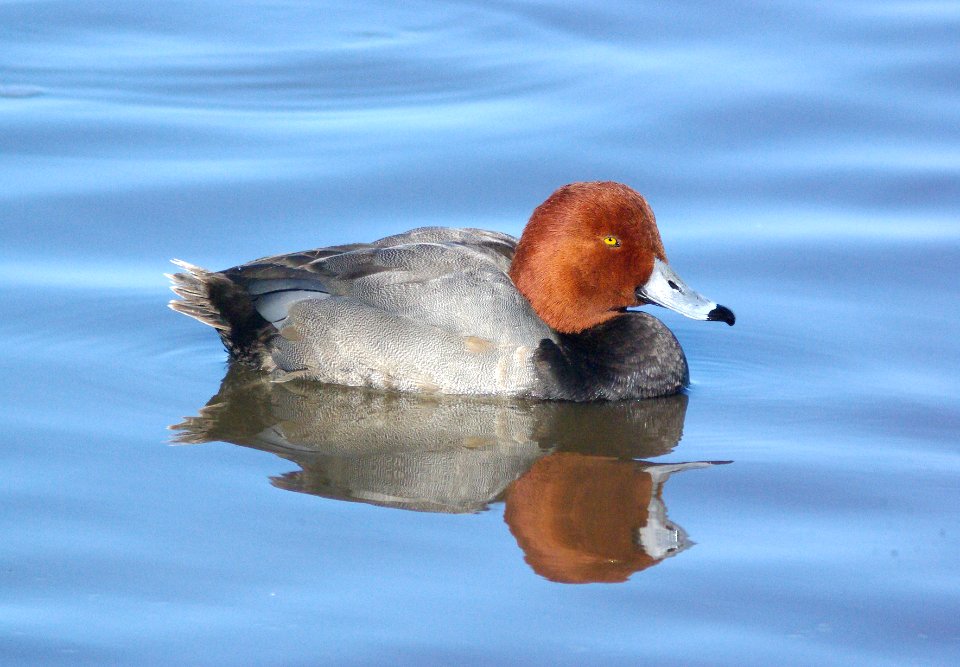 041 - REDHEAD bosque del apache, nm (2)