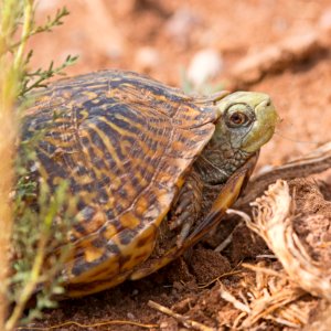 Ornate box turtle