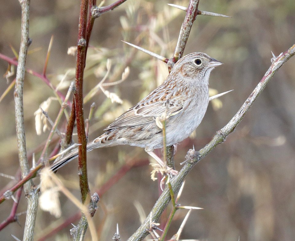 868 - CASSIN'S SPARROW (12-22-2015) pena blanca lake, santa cruz co, az -01