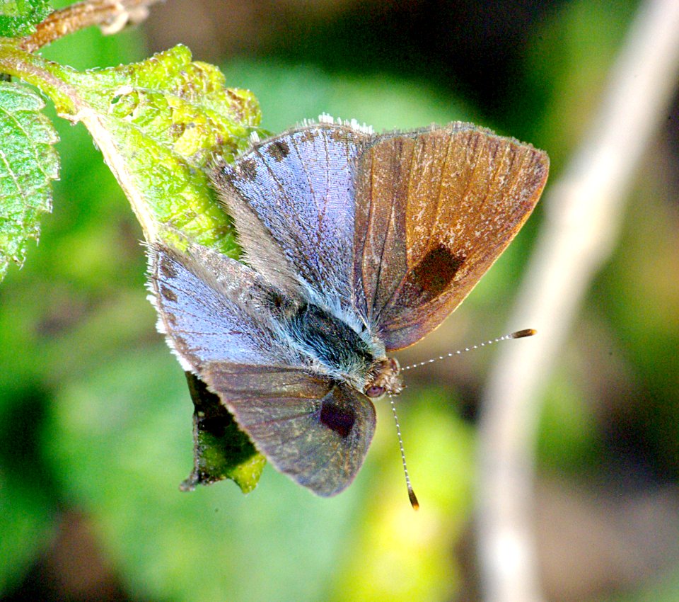 SCRUB-HAIRSTREAK, LANTANA (Strymon bazochii) (1-9-09) frontera aud, weslaco, tx     (7)