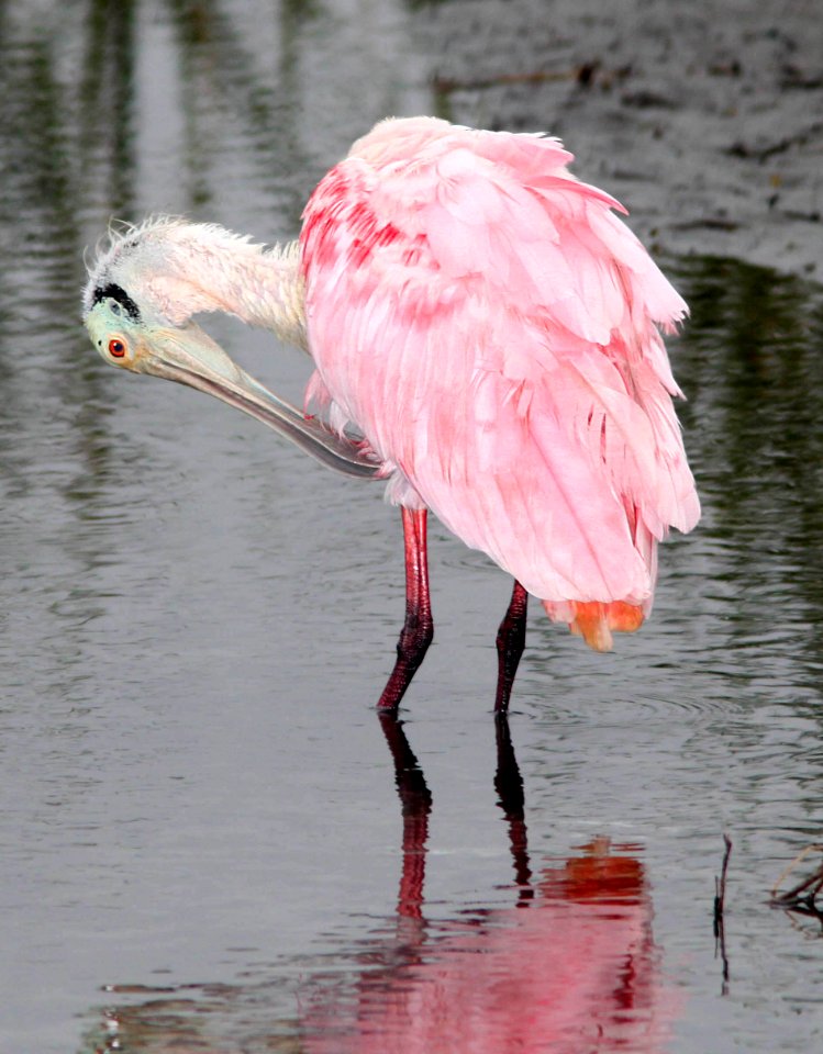 201 - ROSEATE SPOONBILL (3-1-12) s padre island world bird center, tx  (7)