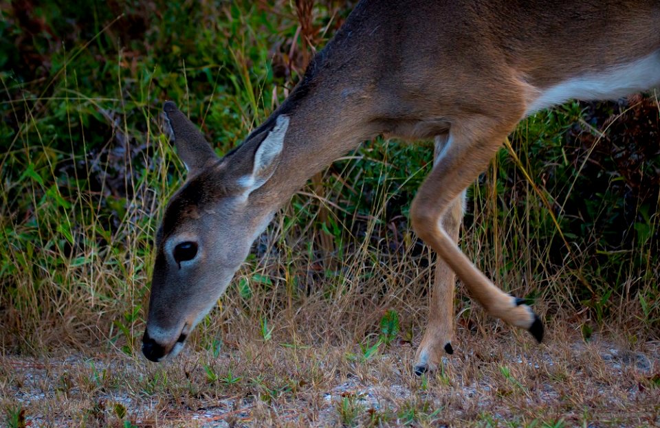 white-tailed deer