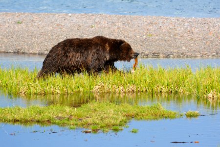 Grizzly bear walks along Yellowstone Lake with a cutthroat trout
