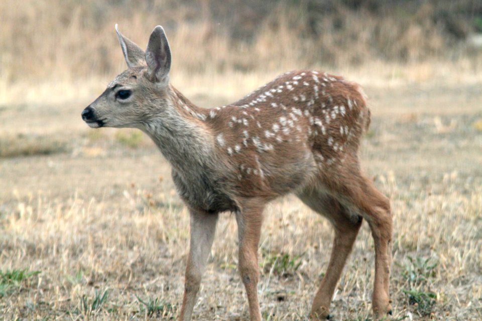 DEER, MULE (Odocoileus hemionus) (7-4-09) canet rd, morro bay, slo co, ca -03