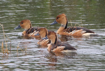 004 - FULVOUS WHISTLING-DUCK (11-13-13) estero llano grande state park, weslaco, tx -01