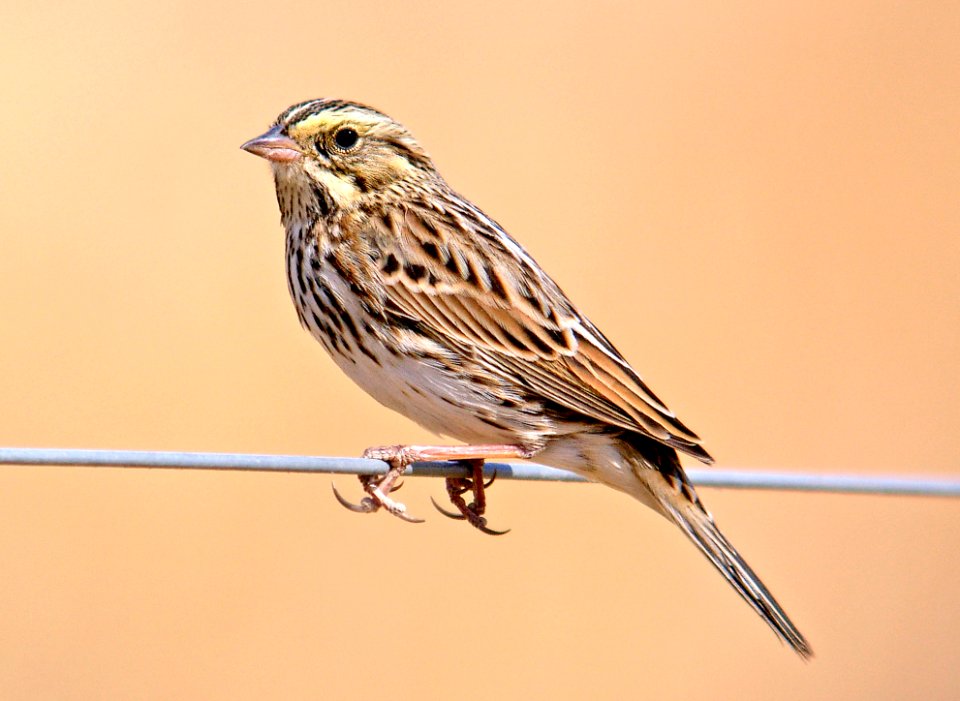 883 - SAVANNAH SPARROW (10-11-05) carrizo plain, slo co, ca
