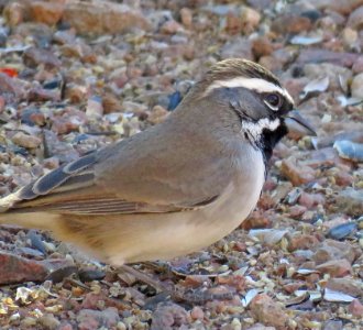 880 - BLACK-THROATED SPARROW (11-27-2017) 78 circulo montana, patagonia lake ranch estates, scc, az -01