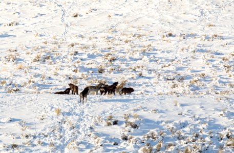Wolves at Blacktail Pond photo