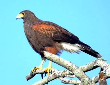 221 - HARRIS'S HAWK (1-8-09) laguna atascosa, tx (2)