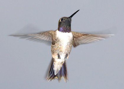 499 - BLACK-CHINNED HUMMINGBIRD (9-4-2015) 78 circulo montana, patagonia lake ranch estates, scc, az -01 adult male