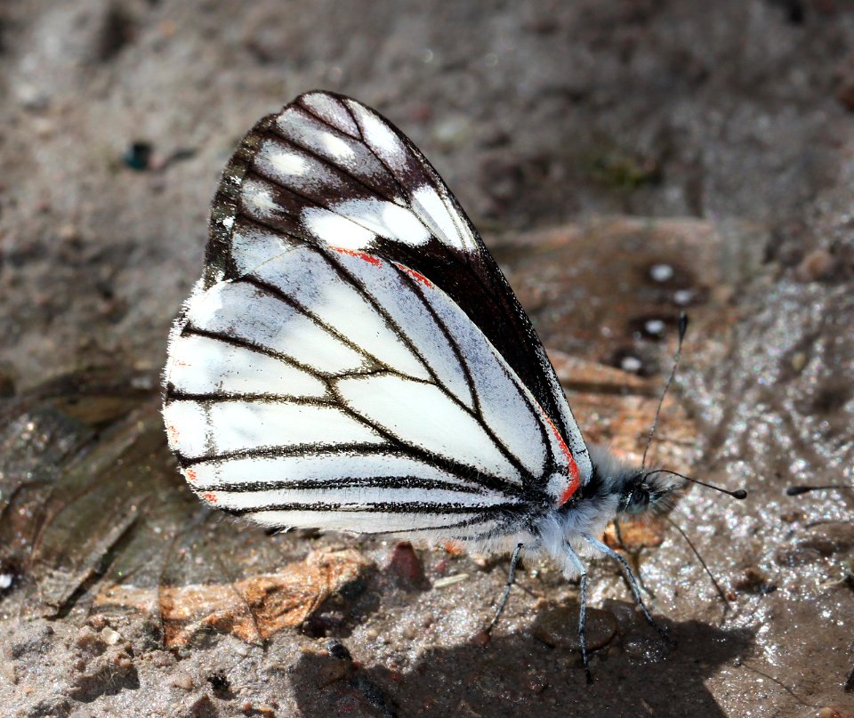 CHIRICAHUA WHITE (Neophasia terlooii) (10-9-12) male, sawmill cyn, huachuca mts, cochise co, az -06