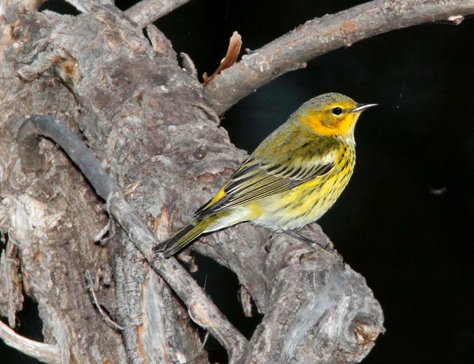 822 - CAPE MAY WARBLER (9-24-11) pena blanca lake, scc, az - (1)