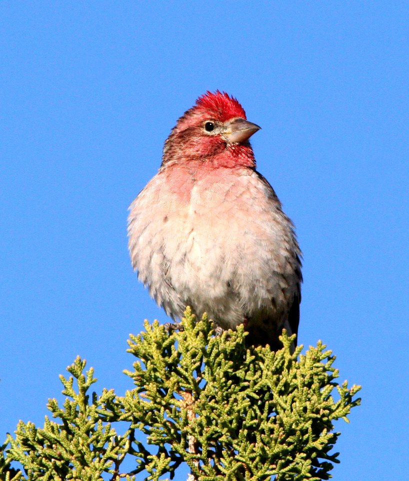 963 - CASSIN'S FINCH (5-2-08) male, burr trail  (1)
