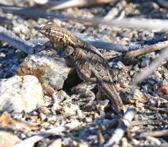 LIZARD, GREAT BASIN WESTERN FENCE (Sceoporus espinosa longipes) (3-26-2016) plum wash, anza-borrego state park, san diego co, ca -02