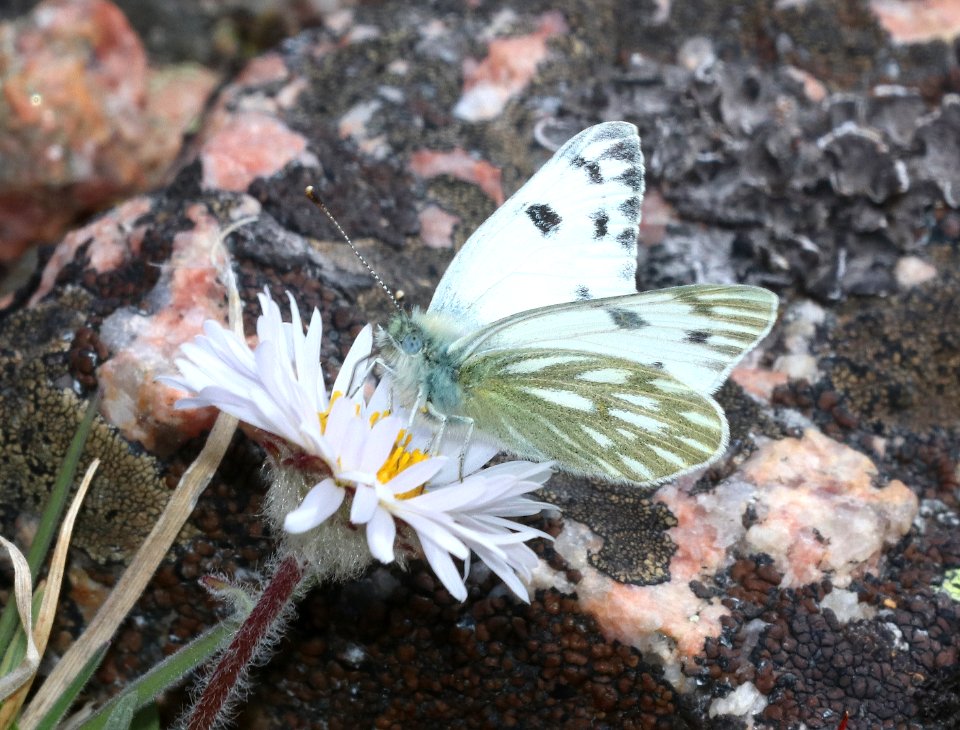MARBLE, LARGE (Euchloe ausonides) (7-20-2020) 10000 ft, bear tooth hwy, park co, wy -01