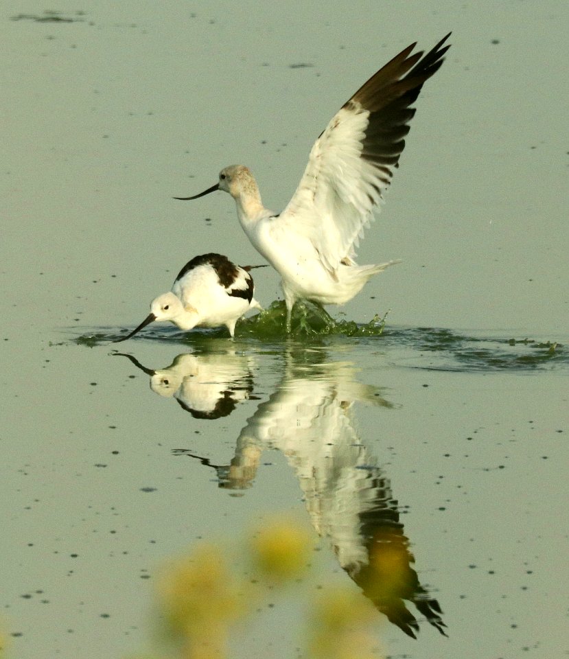 275 - AMERICAN AVOCET (9-16-2019) lake cochise & twin lakes golf course, cochise co, az -02