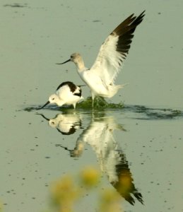 275 - AMERICAN AVOCET (9-16-2019) lake cochise & twin lakes golf course, cochise co, az -02