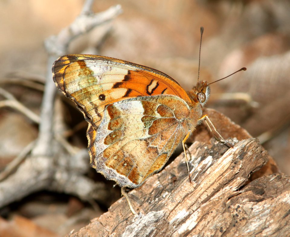 FRITILLARY, VARIEGATED (Euptoieta claudia) (10-9-12) sawmill cyn, huachuca mts, cochise co, az -01