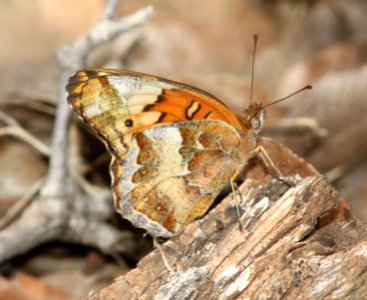 FRITILLARY, VARIEGATED (Euptoieta claudia) (10-9-12) sawmill cyn, huachuca mts, cochise co, az -01