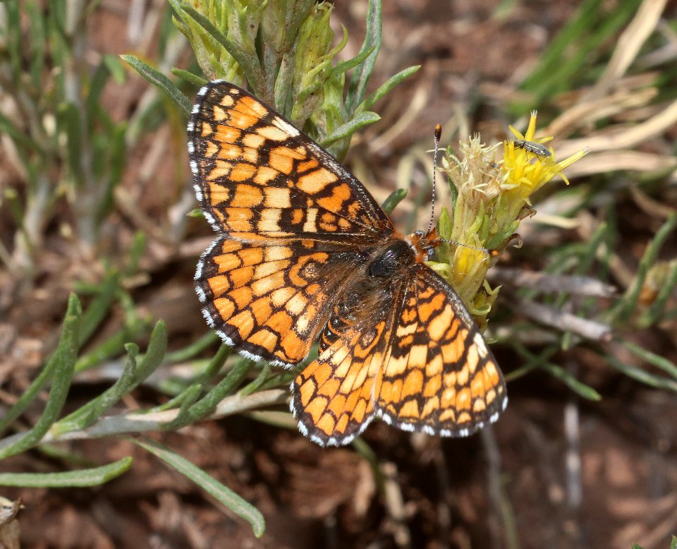 CHECKERSPOT, ARACHNE (Poladryas arachne) (8-5-2020) 8900 ft, boulder mt, wayne co, ut -01