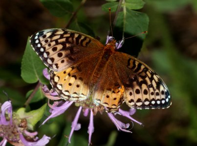 FRITILLARY, GREAT SPANGLED (Speyeria cybele leto) (8-6-2020) 8500 ft, west fork campground, mineral co, co -01