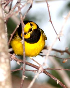 819 - HOODED WARBLER (4-19-12) convention center, south padre island, tx  (4)