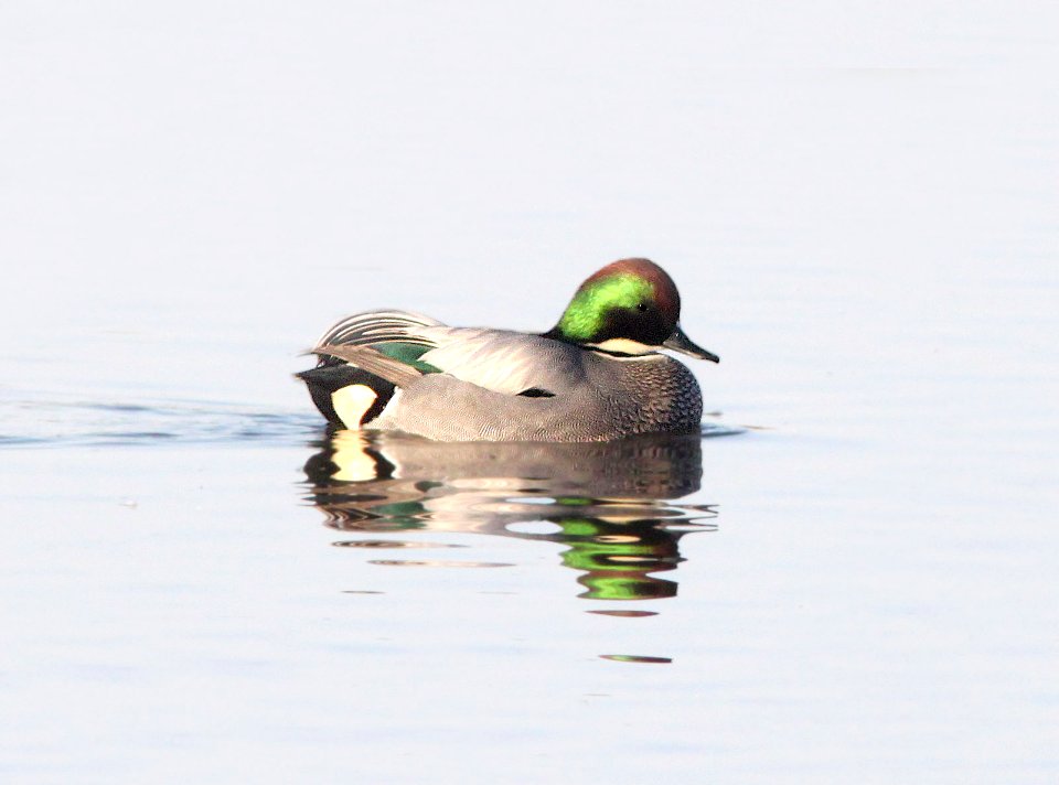 025 - FALCATED DUCK (12-23-11) colusa nwr, ca  (2)