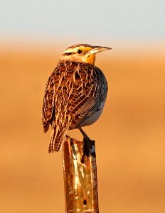 932 - LILIAN'S EASTERN MEADOWLARK (3-10-2017) san rafael grasslands, santa cruz co, az -01