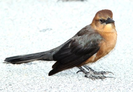 938 - BOAT-TAILED GRACKLE (1-21-10) kendall, fla  (4)