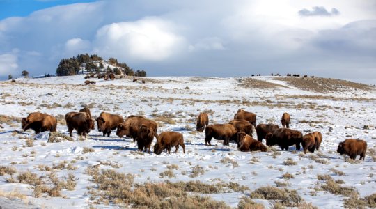 Bison on Blacktail Deer Plateau