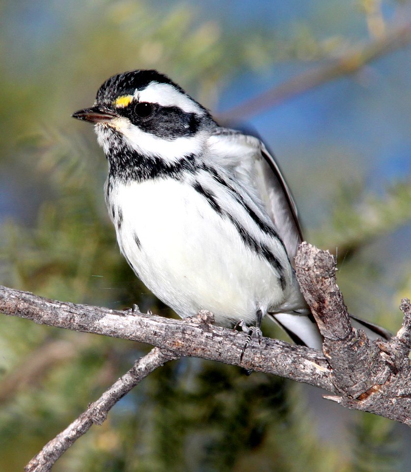 839 - BLACK-THROATED GRAY WARBLER (11-3-10) west end, patagonia lake, scc.az - (1)