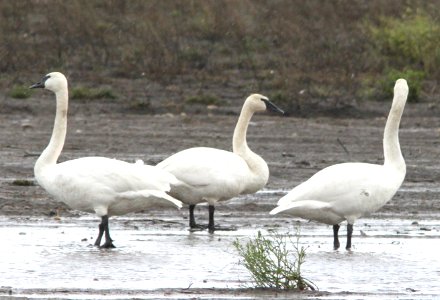 019 - TRUMPETER SWAN (11-30-12)  courtenay, bc, canada   (3)
