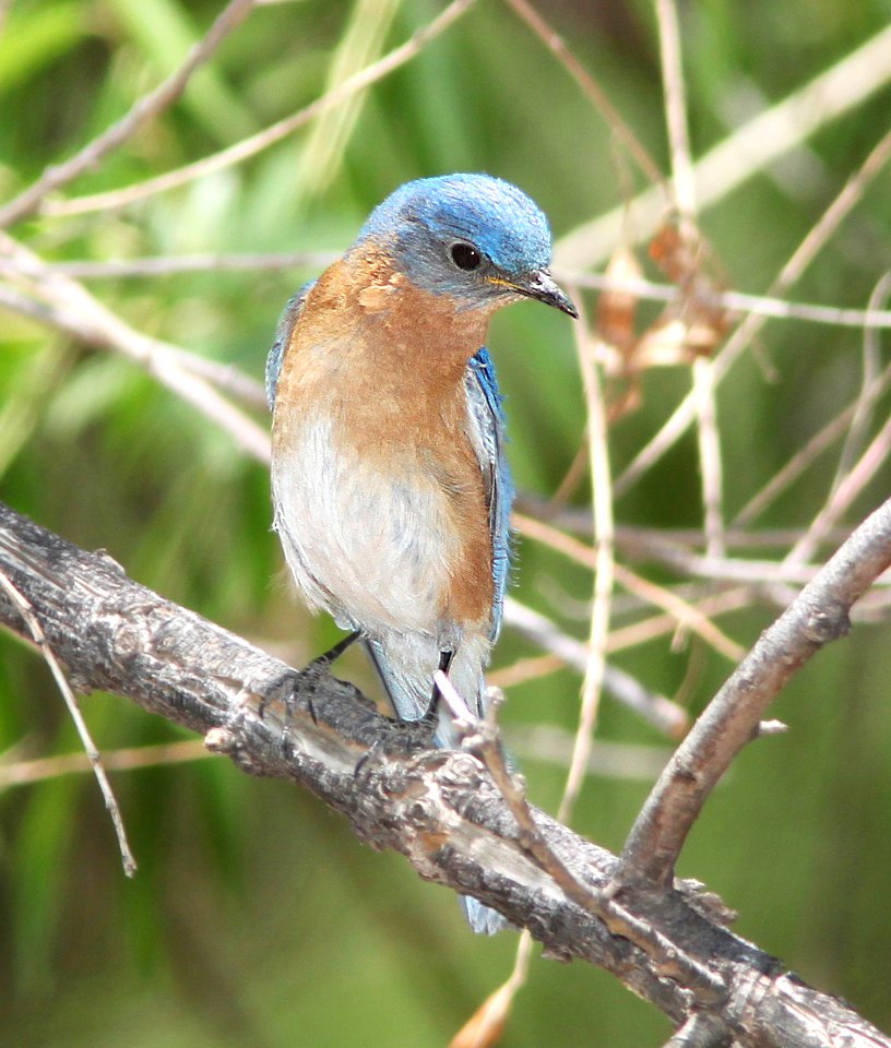 734 - EASTERN BLUEBIRD (6-5-11) harshaw canyon 1.1-mile creek crossing, scc, az - (1)