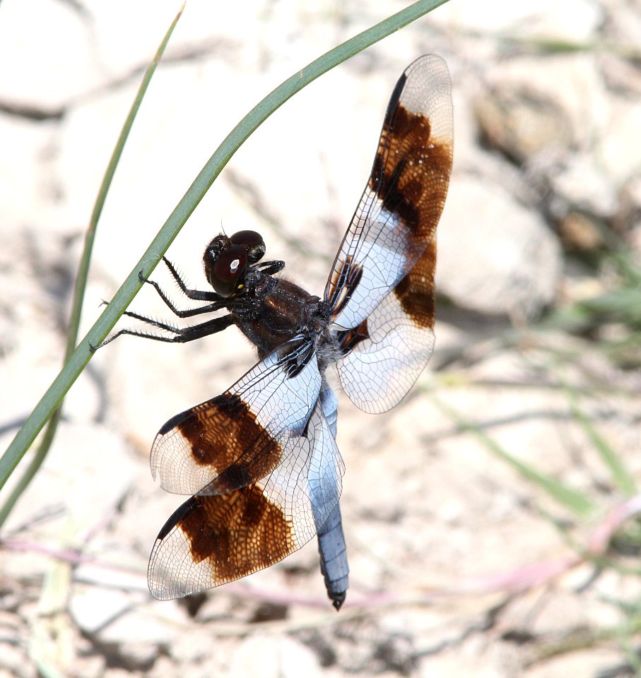 DESERT WHITETAIL (Libellula subornata) (6-5-13) nye co, nevada -04