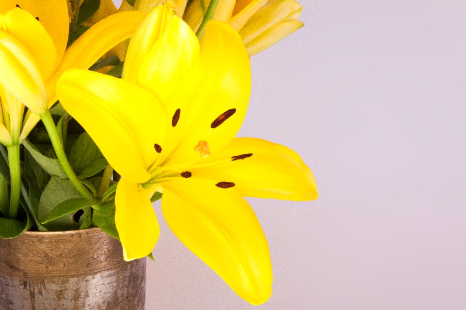 Nature flower blossom