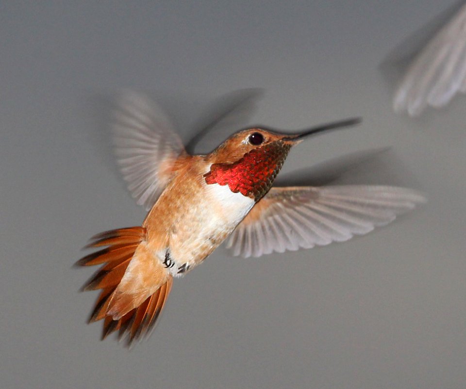 505 - ALLEN'S HUMMINGBIRD (7-15-13) 78 circulo montana, patagonia lake ranch estates, scc, az -03