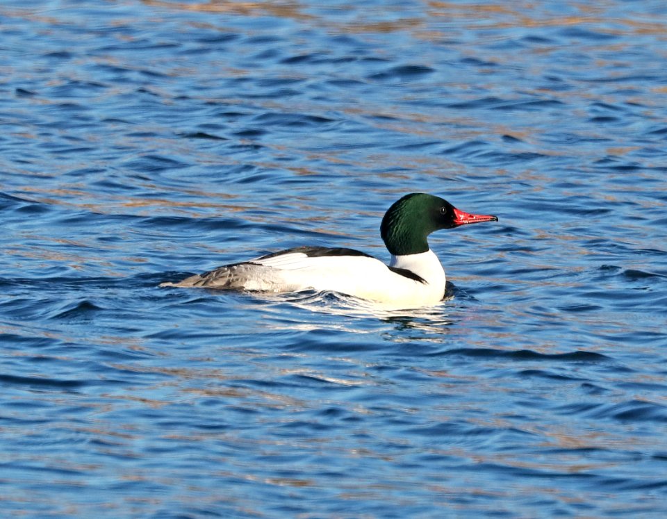 062 - COMMON MERGANSER (3-1-2017) patagonia lake, santa cruz co, az -02