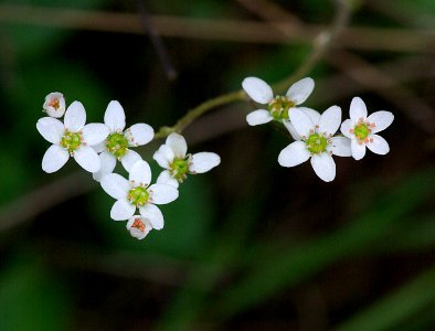 CALIFORNIA SAXIFRAGE (saxifraga californica) (4-6-07) cerro alto, slo co, ca
