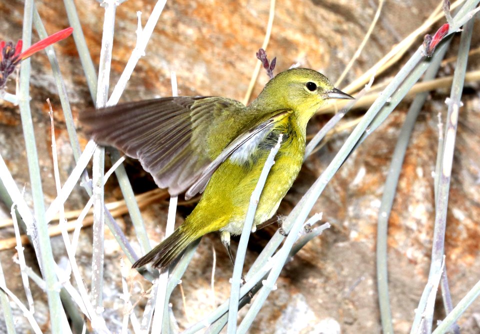 808 - ORANGE-CROWNED WARBLER (3-11-2018) plum cyn, anza borrego s p, san diego co, ca -01