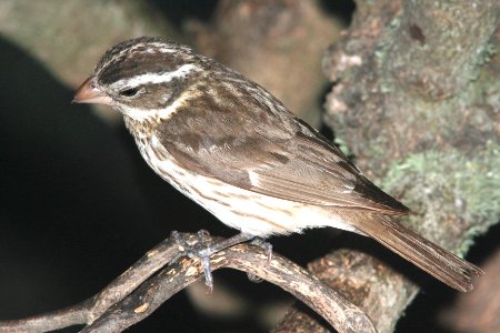 919 - ROSE-BREASTED GROSBEAK (6-1-09) adult fem, canet rd, slo co, ca (1)