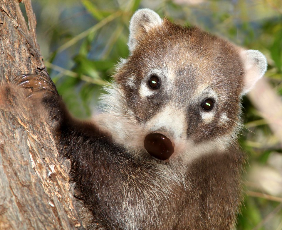 White-Nosed Coati (Nasua narica) (10-18-10) patagonia lake state park, scc, az -01