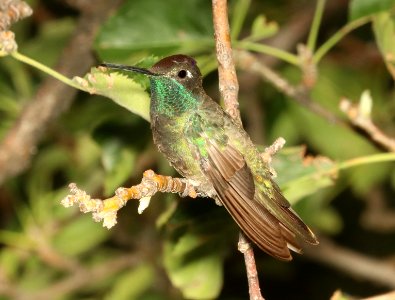 493 - RIVOLI'S HUMMINGBIRD (8-17-2018) madera canyon, santa cruz co, az -02